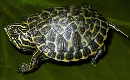 River Cooter Turtle Pseudemys Concinna Juvenile 5cm.