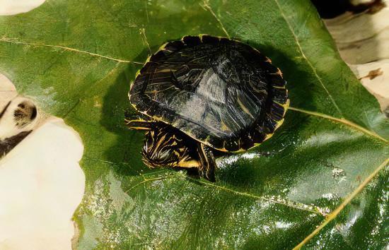 River Cooter Turtle Pseudemys Concinna Juvenile 5cm.