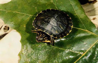 River Cooter Turtle Pseudemys Concinna Juvenile 5cm.