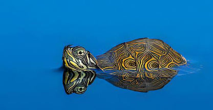 River Cooter Turtle Pseudemys Concinna Juvenile 5cm.