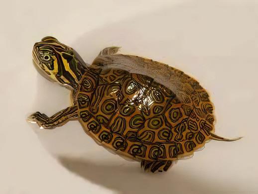 River Cooter Turtle Pseudemys Concinna Juvenile 5cm.