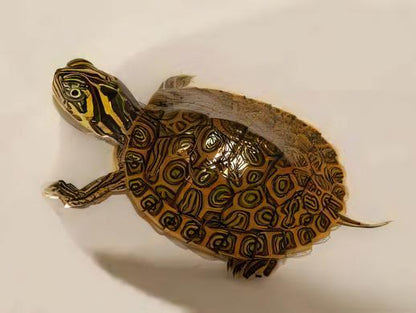 River Cooter Turtle Pseudemys Concinna Juvenile 5cm.