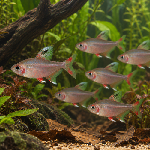 Rosy Tetra