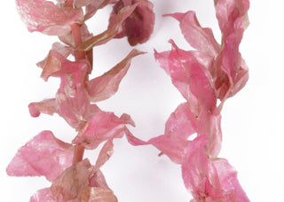 Rotala macrandra