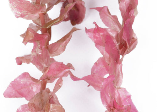 Rotala macrandra