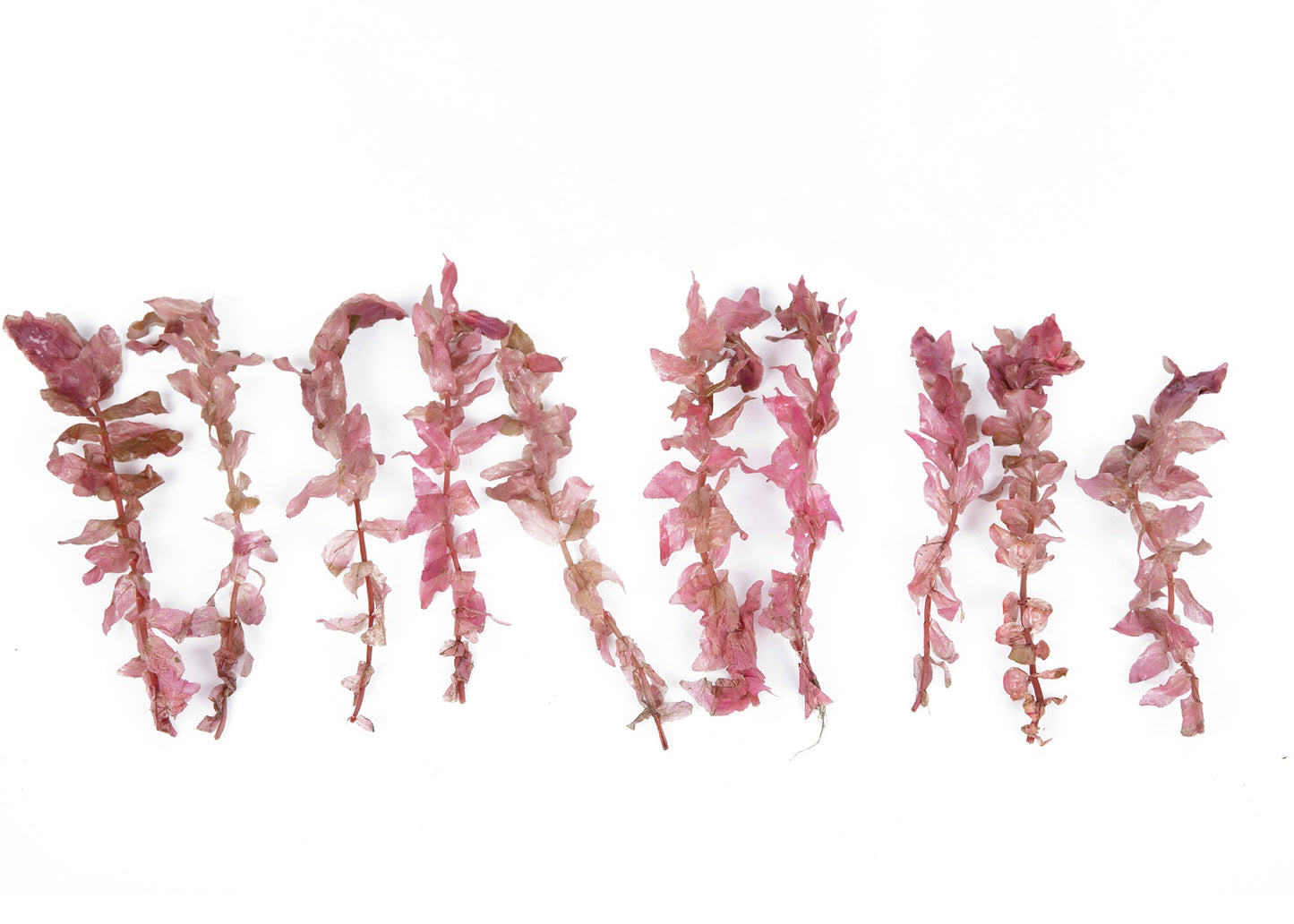 Rotala macrandra