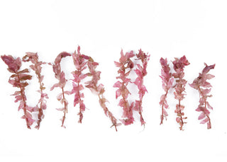 Rotala macrandra