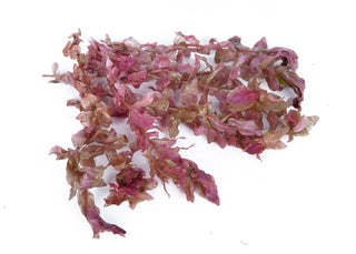 Rotala macrandra