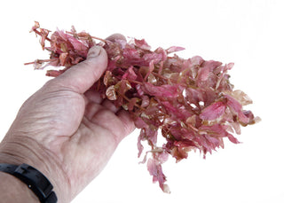 Rotala macrandra
