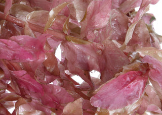 Rotala macrandra
