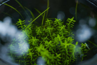 Rotala rotundifolia ‘Green’