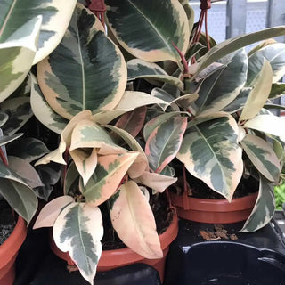 Rubber Fig (Ficus elastica)