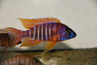 Aulonocara Red Ruby Peacock Malawi African Cichlid.