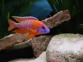 Aulonocara Red Ruby Peacock Malawi African Cichlid.