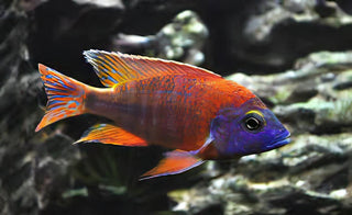 Aulonocara Red Ruby Peacock Malawi African Cichlid.