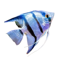 Have you seen we sell live fish?