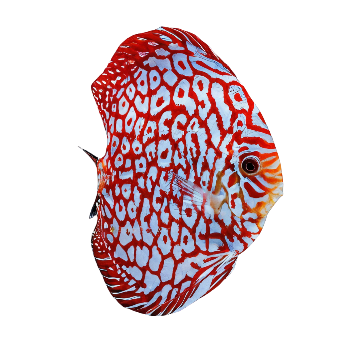 Red Jaguar Discus.