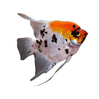 Koi Angelfish Pterophyllum Scalare.