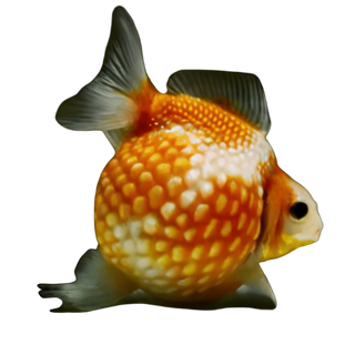 Giant Red Pearlscale Grade AA Goldfish Carassius Auratus.