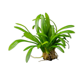 Sagittaria Platyphylla