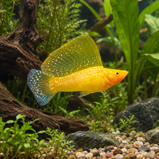 Sailfin Golden Molly