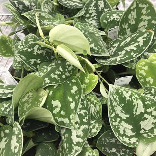 Satin Pothos (Scindapsus pictus)