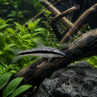 Siamese Algae Eater Loach Crossocheilus Oblongus 5cm