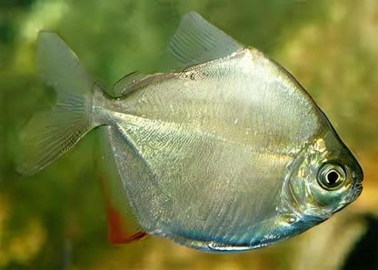 Silver Dollar Metynnis Argenteus 5cm.