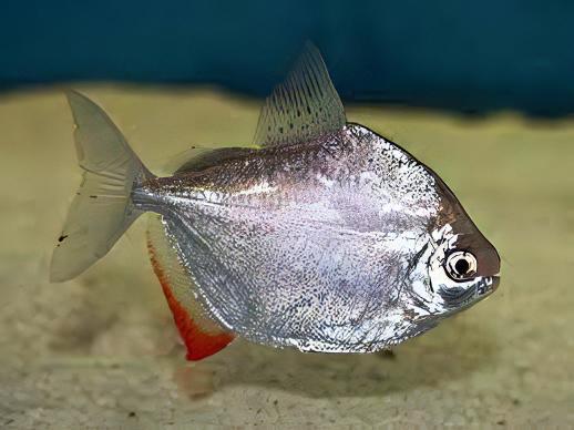 Silver Dollar Metynnis Argenteus 5cm.
