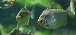 Silver Dollar Metynnis Argenteus 5cm.