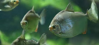 Silver Dollar Metynnis Argenteus 5cm.