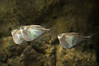 Silver Hatchet Fish Gasteropelecus Sternicla 4cm.