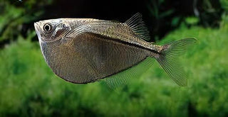 Silver Hatchet Fish Gasteropelecus Sternicla 4cm.
