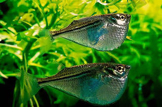 Silver Hatchet Fish Gasteropelecus Sternicla 4cm.