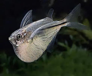 Silver Hatchet Fish Gasteropelecus Sternicla 4cm.