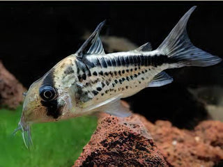 Assorted Corydoras Catfish 3cm.