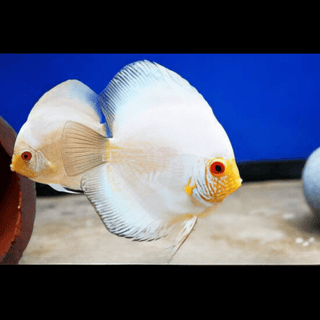Snow White Discus.