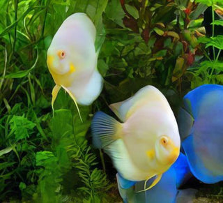 Snow White Discus.