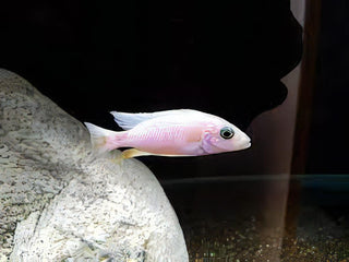 Haplochromis Fryeri Snow White Malawi African Cichlid.
