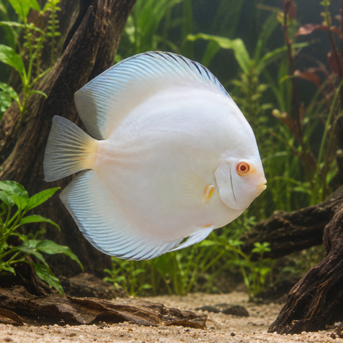 Snow White Discus