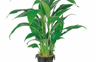 Spathiphyllum wallisii