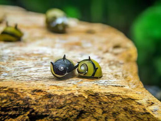 Spiky Zebra Antler Snail Clithon Diadema 2cm.