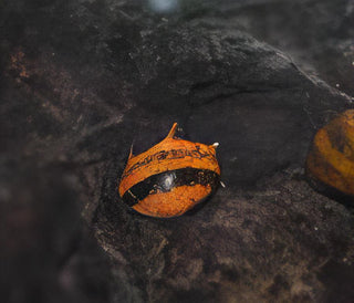 Spiky Zebra Antler Snail Clithon Diadema 2cm.