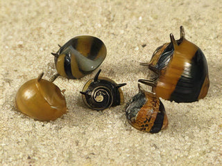 Spiky Zebra Antler Snail Clithon Diadema 2cm.