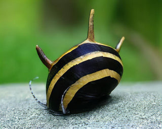 Spiky Zebra Antler Snail Clithon Diadema 2cm.