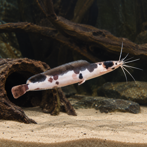 Spotted Albino Clarias Batrachus