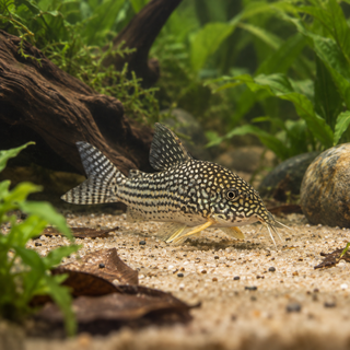 Sterbas Corydoras
