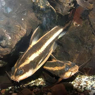 Striped Dora Raphael Catfish Platydoras Armatulus 5cm.