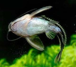 Striped Dora Raphael Catfish Platydoras Armatulus 5cm.
