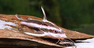 Striped Dora Raphael Catfish Platydoras Armatulus 5cm.